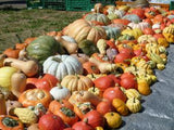 Squash Options