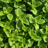 Fresh Herb Options