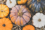 Squash Options