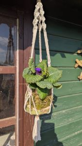 Kokedama