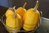 Squash Options