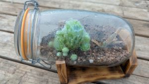 Succulent Terrarium