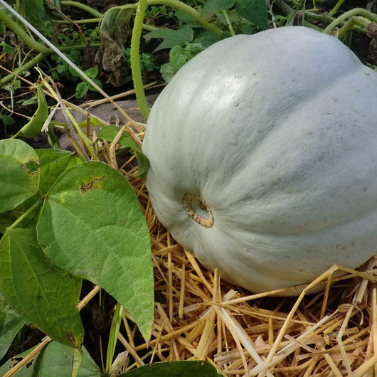 Squash Options