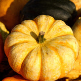 Squash Options