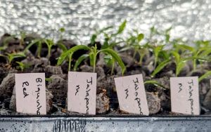 Box of Chilli Seedlings