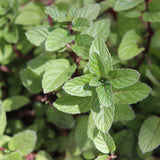 Fresh Herb Options