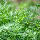 Fresh Herb Options