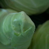 Cabbage Options (organic)