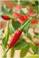 Chilli Options (CF)