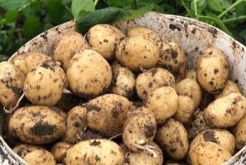 Farm Potatoes (7.5kg sack)